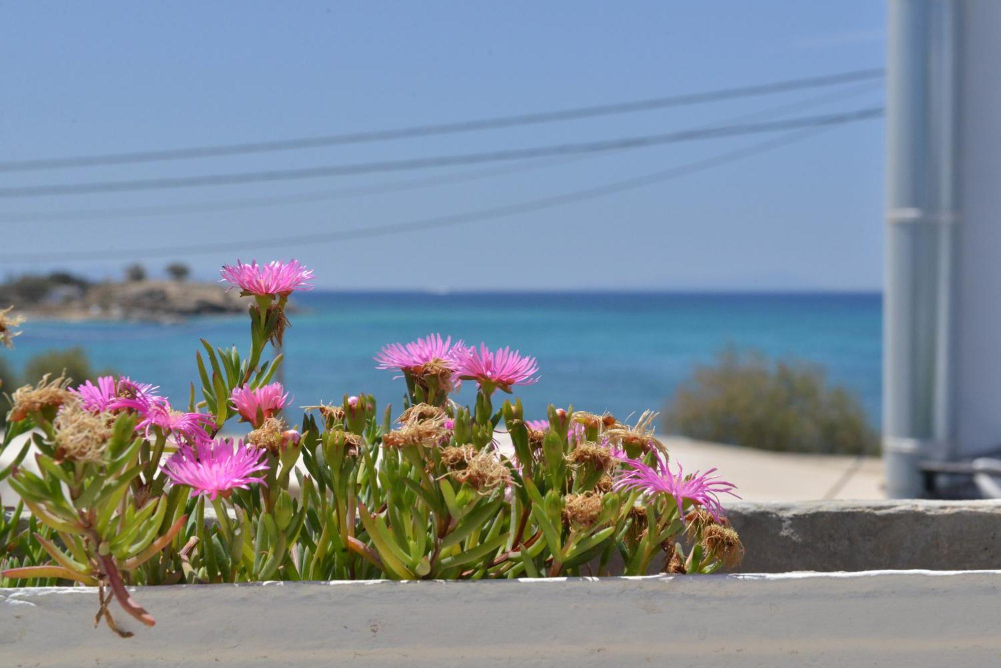 Plaza Studios Agia Anna  Buitenkant foto